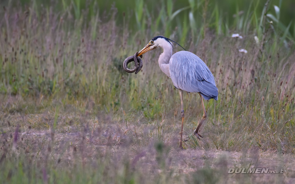 Grey Heron (Ardea cinerea)